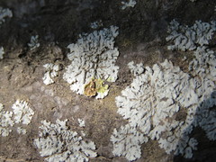 Physcia biziana