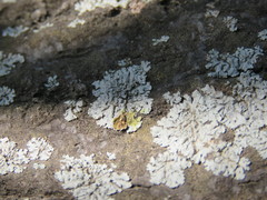 Physcia biziana