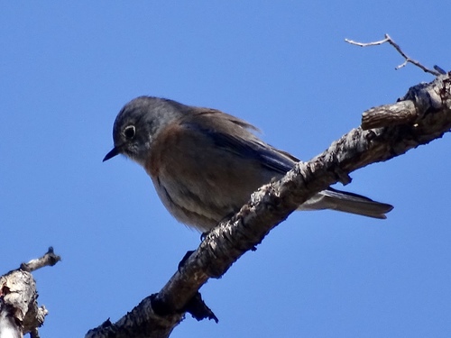Western Bluebird photographed in New Mexico