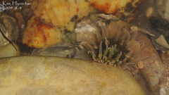 Anthopleura fuscoviridis