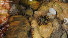 Anthopleura fuscoviridis