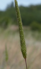Gastridium phleoides