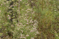 Boronia muelleri