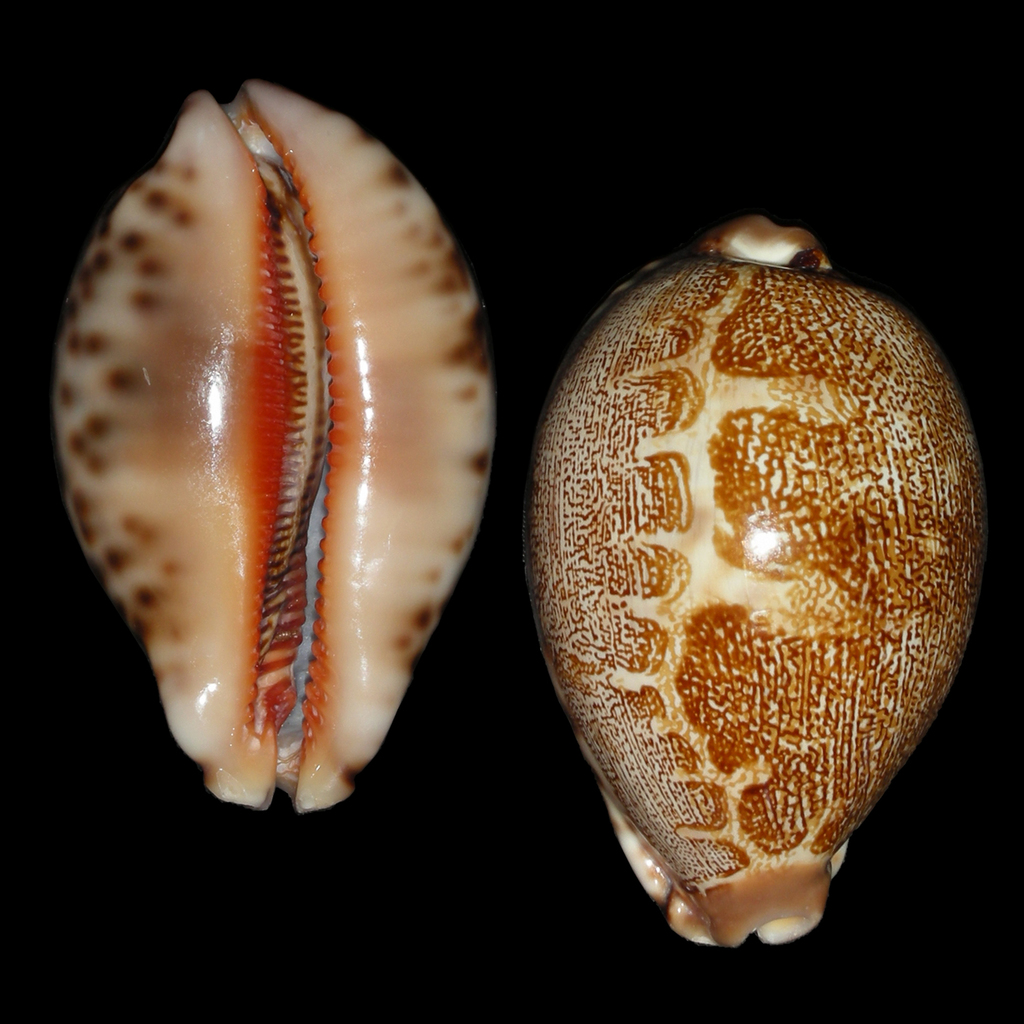 Leporicypraea geographica