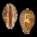 Leporicypraea geographica - Photo (c) Juan Manuel de Roux, algunos derechos reservados (CC BY-NC)