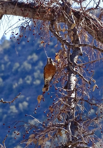 American Robin photographed in New Mexico