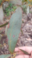 Acacia obliquinervia