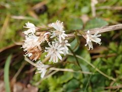 Ainsliaea apiculata