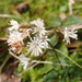 Ainsliaea apiculata - Photo (c) Mizuki Shimoda, some rights reserved (CC BY-NC), uploaded by Mizuki Shimoda