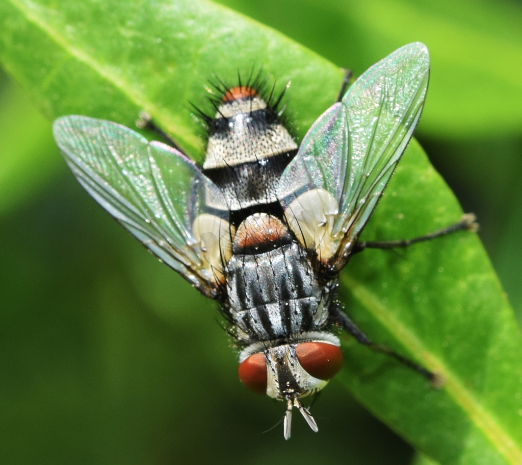 Exorista xanthaspis