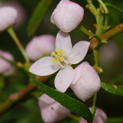 Boronia muelleri