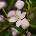 Forest Boronia - Photo (c) Reiner Richter, some rights reserved (CC BY-NC-SA), uploaded by Reiner Richter