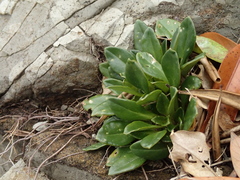 Lysimachia mauritiana