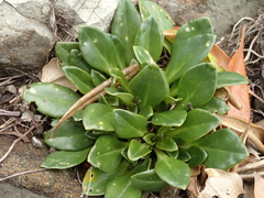 Lysimachia mauritiana