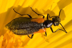 Eupompha elegans