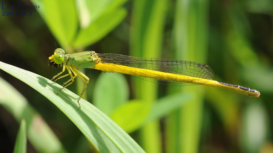 Citrils, Marsh-darts and allies