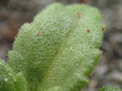 Sphagneticola calendulacea