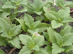 Sphagneticola calendulacea