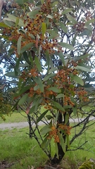 Acacia obliquinervia