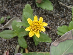 Sphagneticola calendulacea