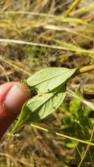 Doellingeria sericocarpoides