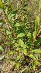 Doellingeria sericocarpoides