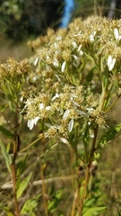 Doellingeria sericocarpoides