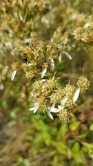 Doellingeria sericocarpoides