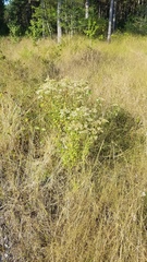 Doellingeria sericocarpoides