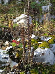 Villadia aristata