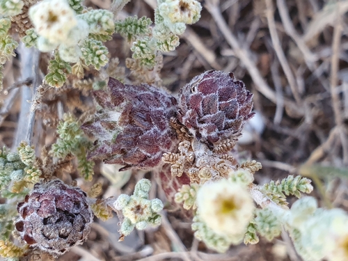 Image of Santolina africana by (c) Mehdi Chetibi, some rights reserved (CC BY)