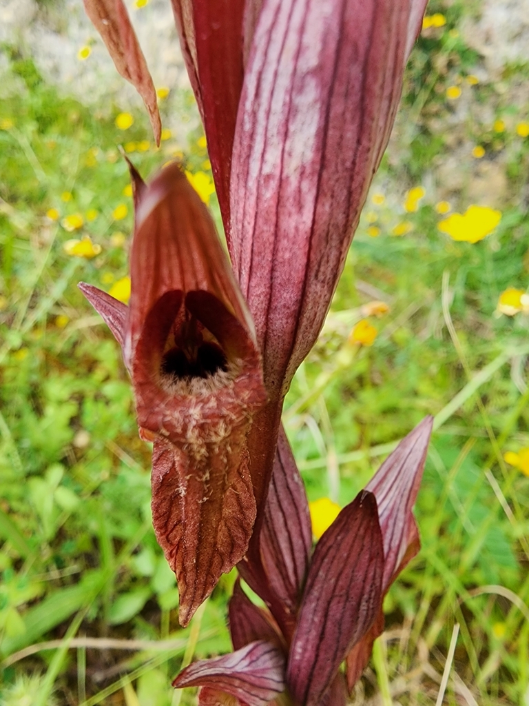 long-lipped serapias