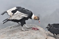 Andean Condor photo 2