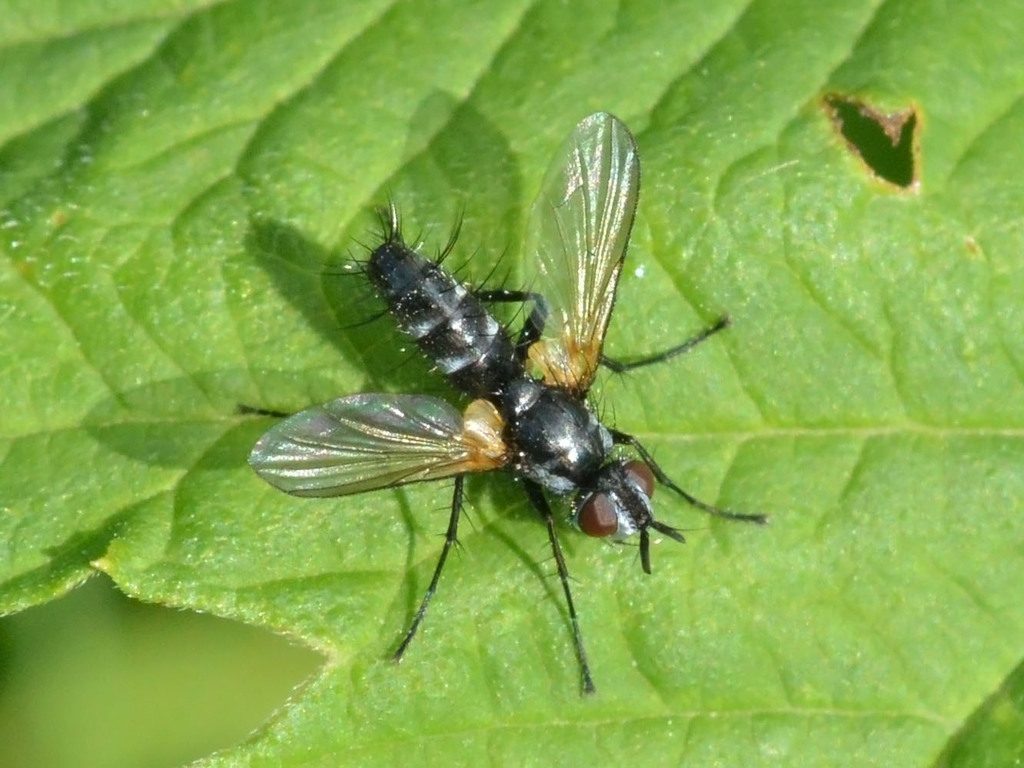 Phyllomya volvulus