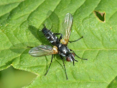Phyllomya volvulus