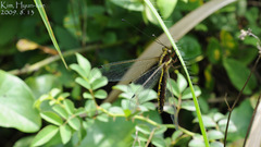 Ascalohybris subjacens