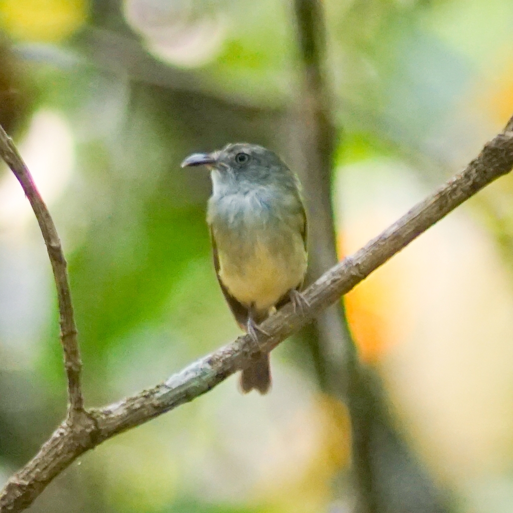 Northern Bentbill
