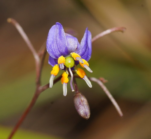 Dianella caerulea