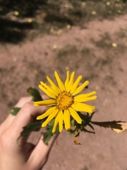 Grindelia subalpina