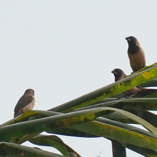 Black-throated Munia (Lonchura kelaarti), photo 10