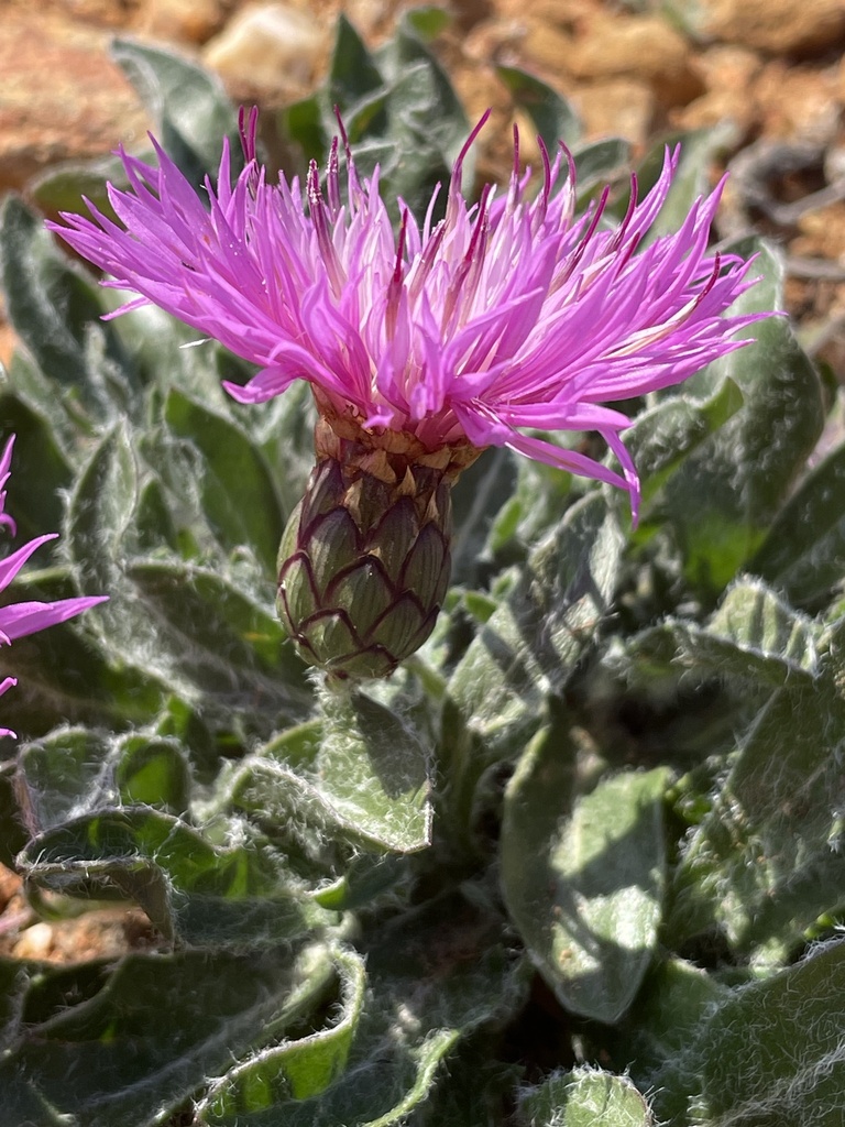 Rhaponticoides fraylensis
