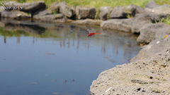 Crocothemis servilia mariannae