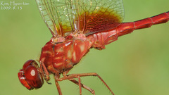Crocothemis servilia mariannae