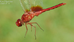 Crocothemis servilia mariannae