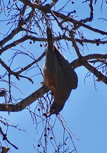American Robin photographed in New Mexico