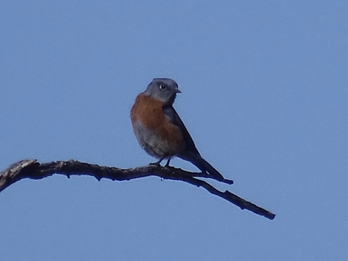 Western Bluebird photographed in New Mexico