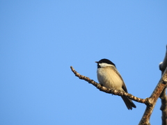 Poecile atricapillus