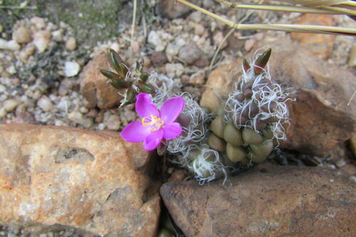 Anacampseros decapitata