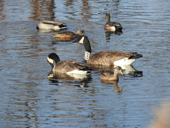 Branta canadensis