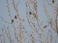 Haemorhous mexicanus